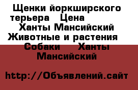 Щенки йоркширского терьера › Цена ­ 15 000 - Ханты-Мансийский Животные и растения » Собаки   . Ханты-Мансийский
